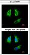 Tyrosine 3-Monooxygenase/Tryptophan 5-Monooxygenase Activation Protein Beta antibody, LS-B4792, Lifespan Biosciences, Immunofluorescence image 