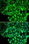 Arachidonate 15-Lipoxygenase Type B antibody, LS-C346124, Lifespan Biosciences, Immunofluorescence image 
