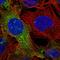 Dedicator of cytokinesis protein 5 antibody, HPA056837, Atlas Antibodies, Immunofluorescence image 