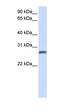 Transmembrane Protein 51 antibody, orb325339, Biorbyt, Western Blot image 