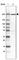 Dedicator Of Cytokinesis 9 antibody, HPA043940, Atlas Antibodies, Western Blot image 