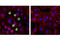 Lamin A/C antibody, 13448S, Cell Signaling Technology, Immunocytochemistry image 