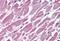 Protein Phosphatase 2 Scaffold Subunit Aalpha antibody, MBS243369, MyBioSource, Immunohistochemistry paraffin image 