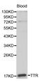 Transthyretin antibody, LS-C192261, Lifespan Biosciences, Western Blot image 