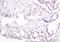 Hepatocyte Nuclear Factor 4 Alpha antibody, orb5453, Biorbyt, Immunohistochemistry paraffin image 