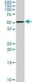 Nuclear Factor I A antibody, H00004774-D01P, Novus Biologicals, Western Blot image 