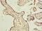 Actin Like 8 antibody, CSB-PA887982LA01HU, Cusabio, Immunohistochemistry frozen image 