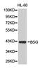 Basigin (Ok Blood Group) antibody, LS-C192706, Lifespan Biosciences, Western Blot image 