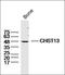 ArfGAP With Coiled-Coil, Ankyrin Repeat And PH Domains 2 antibody, orb182536, Biorbyt, Western Blot image 