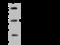 Apolipoprotein L2 antibody, 203707-T44, Sino Biological, Western Blot image 