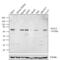 Spalt Like Transcription Factor 4 antibody, 720030, Invitrogen Antibodies, Western Blot image 