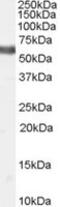 Nuclear Receptor Subfamily 4 Group A Member 1 antibody, MBS421106, MyBioSource, Western Blot image 