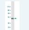 Interferon Regulatory Factor 1 antibody, H00003659-M02, Novus Biologicals, Western Blot image 