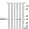 Cytochrome B5 Reductase 3 antibody, PA5-39275, Invitrogen Antibodies, Western Blot image 