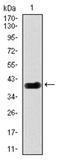 Delta Like Canonical Notch Ligand 4 antibody, AM06777PU-N, Origene, Western Blot image 