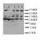 Flavin Containing Dimethylaniline Monoxygenase 3 antibody, orb76277, Biorbyt, Western Blot image 
