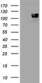 Catenin Delta 1 antibody, LS-C797867, Lifespan Biosciences, Western Blot image 