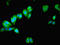 p38 MAPK antibody, LS-C376083, Lifespan Biosciences, Immunofluorescence image 