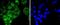 Activating Transcription Factor 2 antibody, NBP2-67354, Novus Biologicals, Immunocytochemistry image 