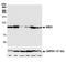 Bromodomain Containing 3 antibody, NBP2-77359, Novus Biologicals, Western Blot image 