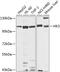 Hexokinase 3 antibody, 23-576, ProSci, Western Blot image 
