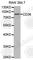 CD36 Molecule antibody, A1470, ABclonal Technology, Western Blot image 