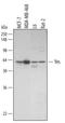 YES Proto-Oncogene 1, Src Family Tyrosine Kinase antibody, AF3205, R&D Systems, Western Blot image 