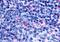 G Protein-Coupled Receptor 65 antibody, GTX70559, GeneTex, Immunohistochemistry paraffin image 