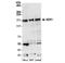 NIMA Related Kinase 1 antibody, NBP2-36534, Novus Biologicals, Western Blot image 