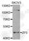 Zona Pellucida Glycoprotein 3 antibody, A8355, ABclonal Technology, Western Blot image 