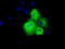 SHC-transforming protein 1 antibody, M00796, Boster Biological Technology, Immunofluorescence image 