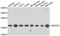 Ubiquitin Conjugating Enzyme E2 V2 antibody, A06535, Boster Biological Technology, Western Blot image 