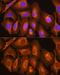 HLA class I histocompatibility antigen, Cw-7 alpha chain antibody, GTX64539, GeneTex, Immunofluorescence image 