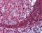 CD79a antibody, 48-454, ProSci, Immunohistochemistry frozen image 