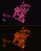 Ribonucleotide Reductase Catalytic Subunit M1 antibody, GTX66190, GeneTex, Immunocytochemistry image 