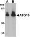 Autophagy Related 16 Like 1 antibody, MBS150152, MyBioSource, Western Blot image 