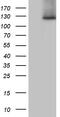 SPT16 Homolog, Facilitates Chromatin Remodeling Subunit antibody, TA809747, Origene, Western Blot image 