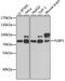 Far Upstream Element Binding Protein 1 antibody, 19-747, ProSci, Western Blot image 