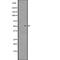 G Protein-Coupled Receptor 39 antibody, abx147356, Abbexa, Western Blot image 