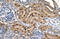 MAX Dimerization Protein MLX antibody, 29-166, ProSci, Immunohistochemistry paraffin image 