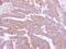 Dystroglycan 1 antibody, PA5-28179, Invitrogen Antibodies, Immunohistochemistry paraffin image 