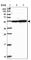 Formation Of Mitochondrial Complex V Assembly Factor 1 Homolog antibody, HPA051631, Atlas Antibodies, Western Blot image 