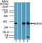 Nucleoporin 35 antibody, PA5-23372, Invitrogen Antibodies, Western Blot image 