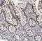 MAGE Family Member E2 antibody, NBP1-81764, Novus Biologicals, Immunohistochemistry paraffin image 