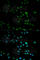 Interferon Beta 1 antibody, A1575, ABclonal Technology, Immunofluorescence image 