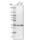 Sideroflexin 3 antibody, NBP1-87047, Novus Biologicals, Western Blot image 
