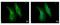 Serpin Family B Member 6 antibody, PA5-22354, Invitrogen Antibodies, Immunofluorescence image 