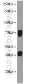 Chromosome 19 Open Reading Frame 44 antibody, 21503-1-AP, Proteintech Group, Western Blot image 