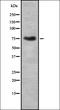 THO Complex 1 antibody, orb337286, Biorbyt, Western Blot image 