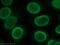 Lymphocyte Antigen 6 Family Member G6F antibody, 25872-1-AP, Proteintech Group, Immunofluorescence image 